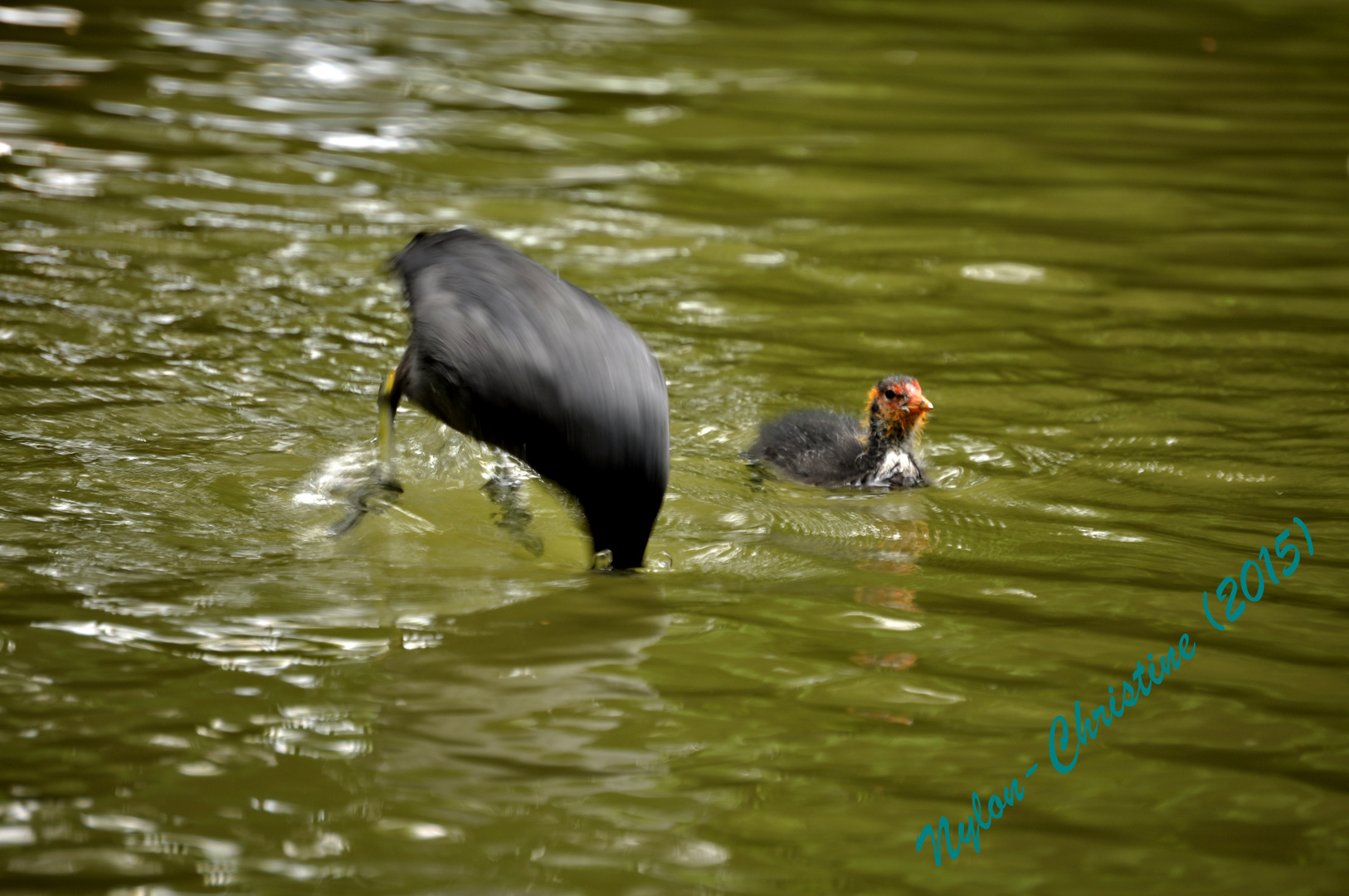 Blässhuhn (Fulica atra)