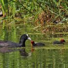 Blässhuhn (Fulica atra)