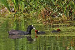 Blässhuhn (Fulica atra)