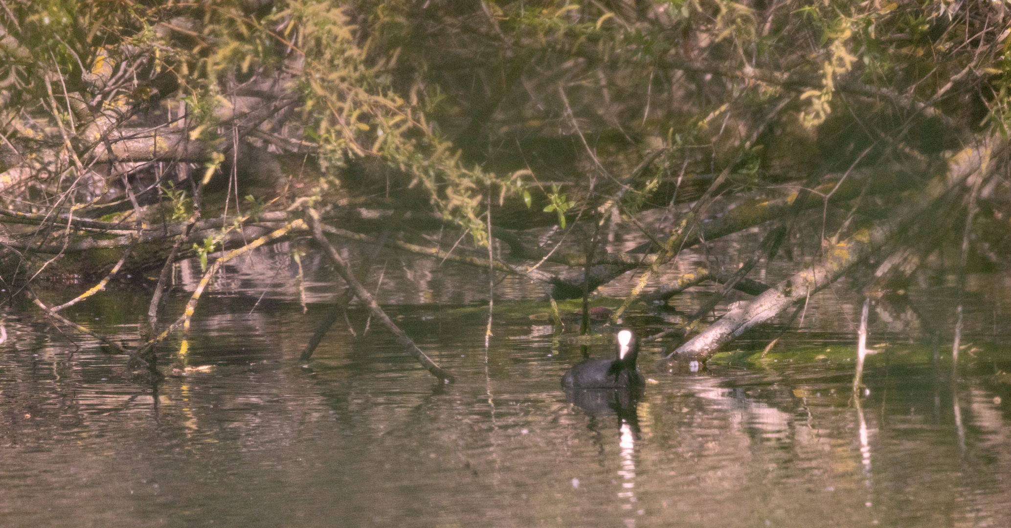 Blässhuhn (Fulica atra)