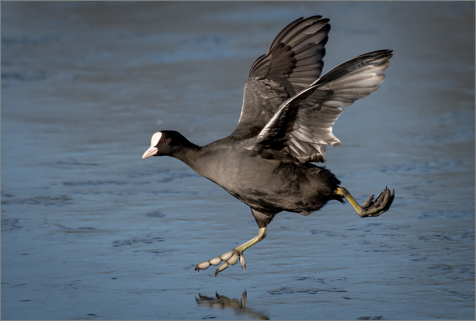 Blässhuhn  -  Fulica atra