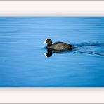 Blässhuhn  |  Fulica atra