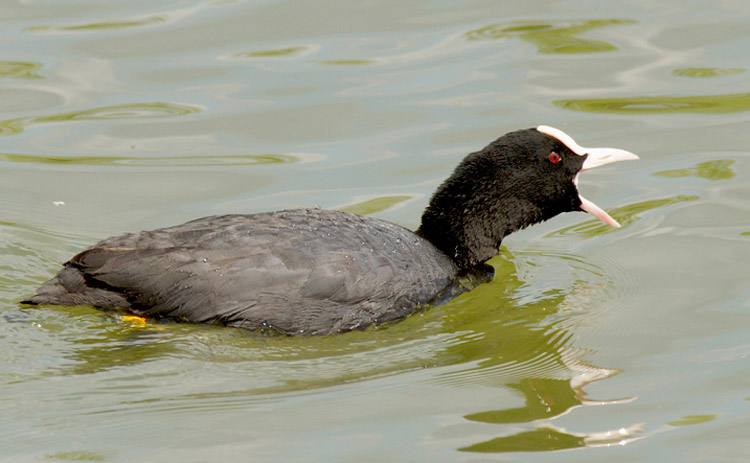 Blässhuhn (Fulica atra)