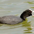 Blässhuhn (Fulica atra)