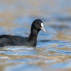 Blässhuhn (Fulica atra) 