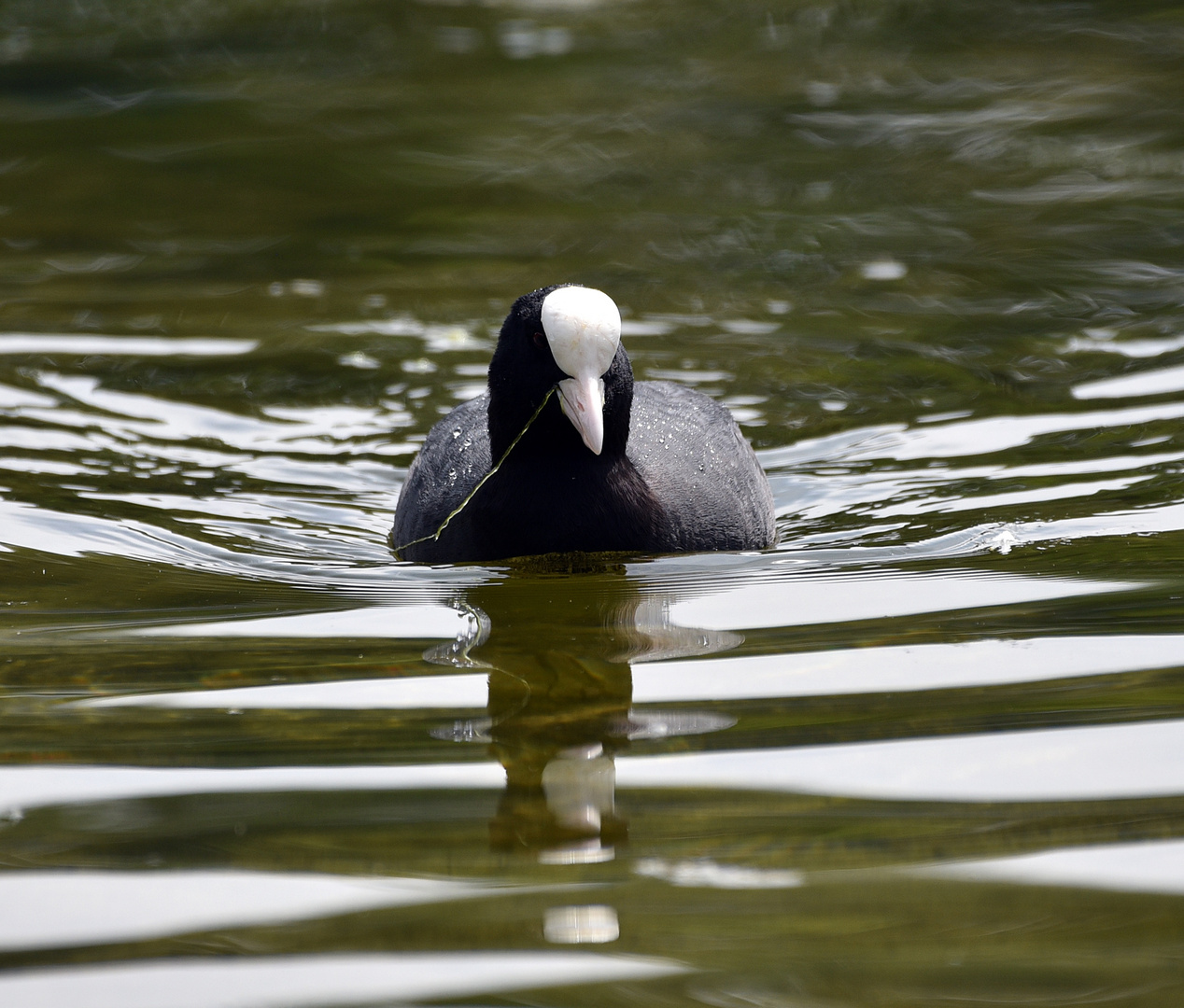 Blässhuhn (Fulica atra)