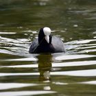 Blässhuhn (Fulica atra)