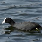 Blässhuhn (Fulica atra)