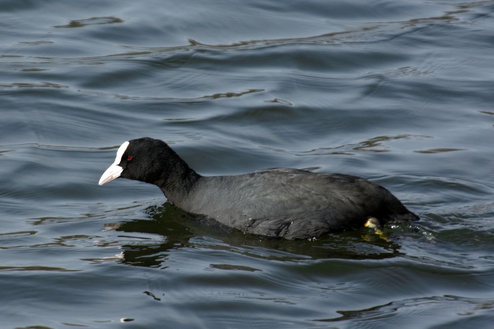 Blässhuhn (Fulica atra)