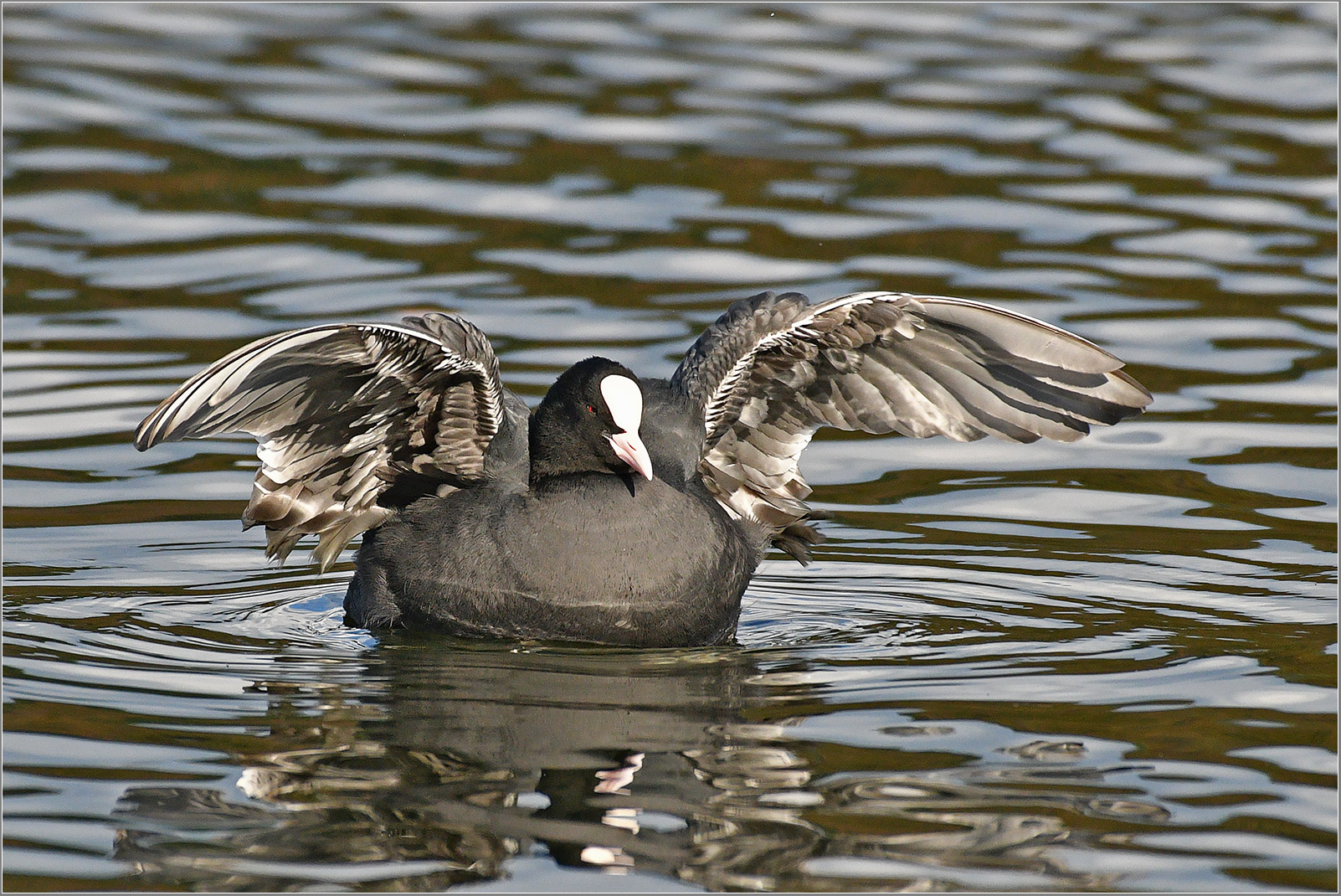 Blässhuhn  -  Fulica atra