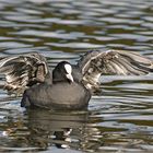 Blässhuhn  -  Fulica atra