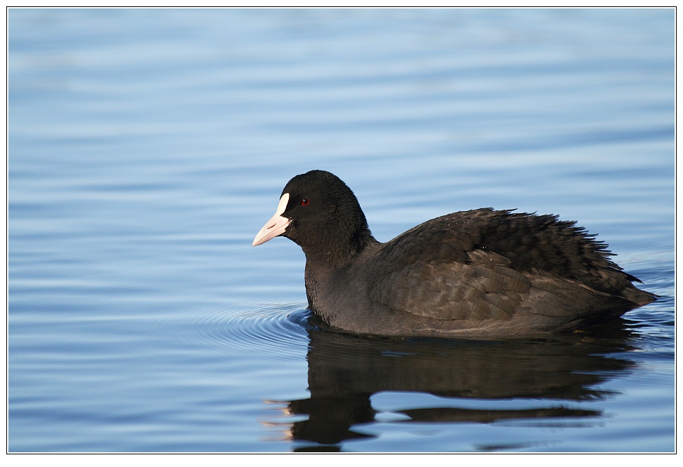 Bläßhuhn (Fulica atra) am Silbersee