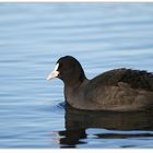 Bläßhuhn (Fulica atra) am Silbersee