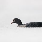 Blässhuhn [Fulica atra]