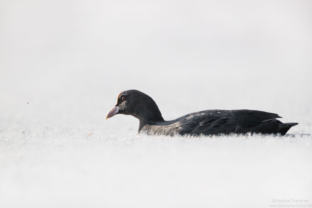 Blässhuhn [Fulica atra]