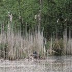 Blässhuhn (Fulica atra) beim Brutgeschäft