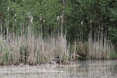 Blässhuhn (Fulica atra) beim Brutgeschäft