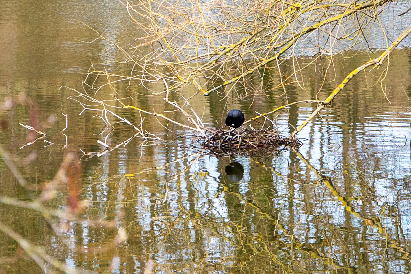 Blässhuhn (Fulica atra ) beim Nestbau