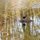 Blässhuhn (Fulica atra ) beim Nestbau