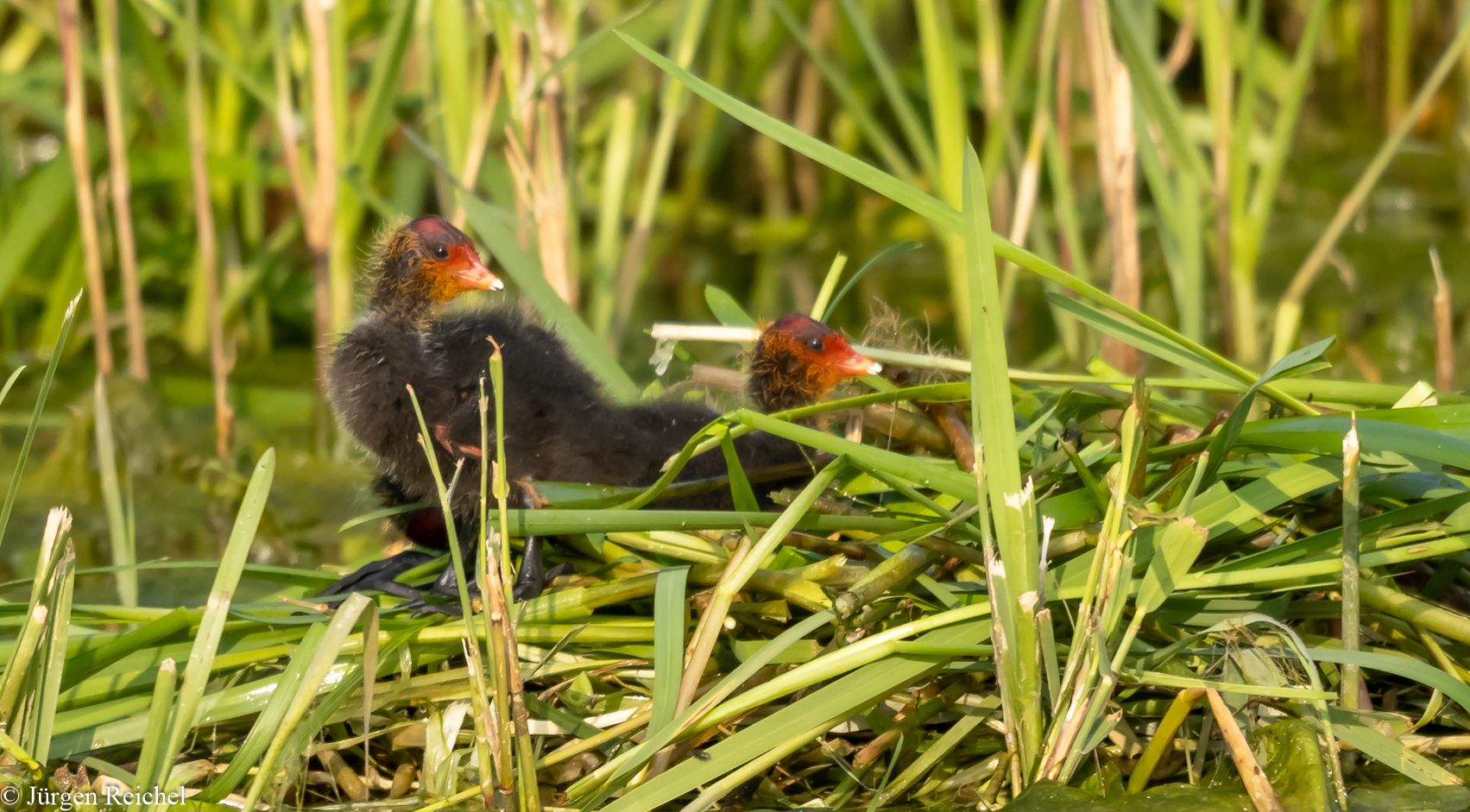 Blässhuhn ( Fulica atra ) 