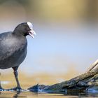 Blässhuhn [Fulica atra]