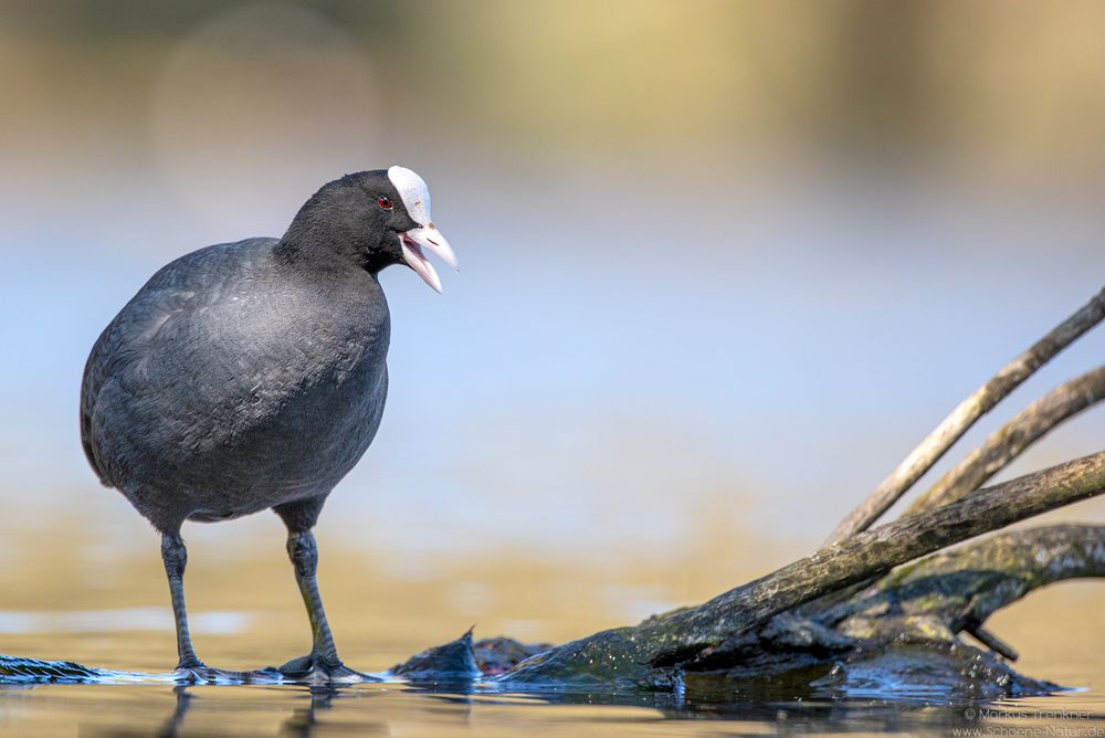 Blässhuhn [Fulica atra]