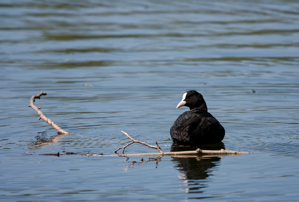 - Blässhuhn (Fulica atra) -