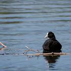 - Blässhuhn (Fulica atra) -