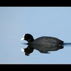 Blässhuhn (Fulica atra)