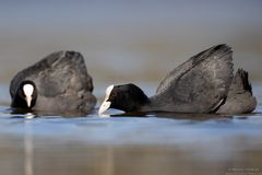 Blässhuhn [Fulica atra]