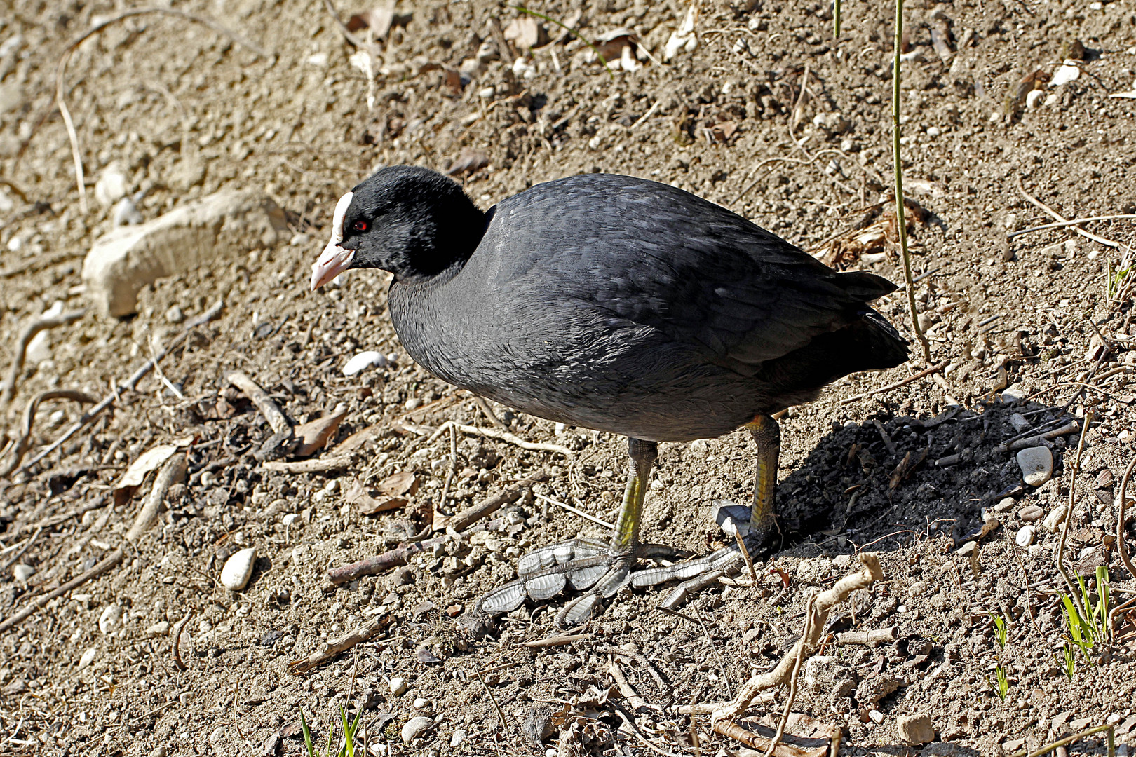 Blässhuhn (Fulica atra)