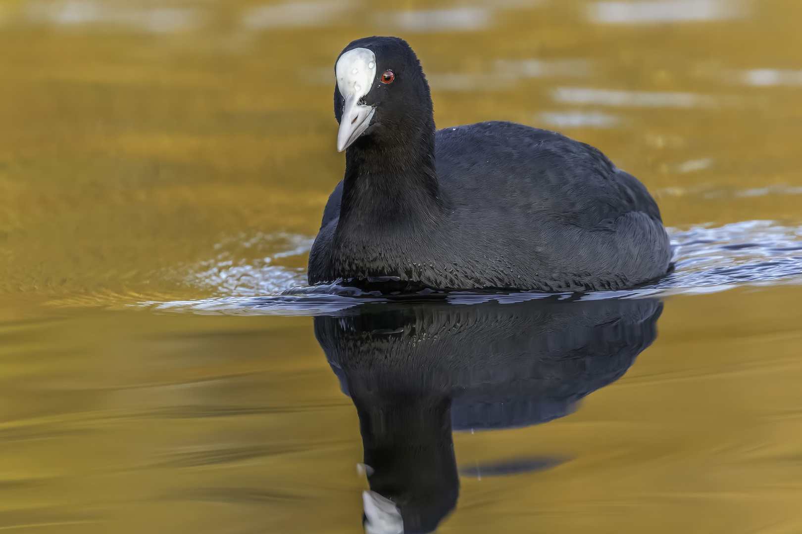 Blässhuhn (Fulica atra)