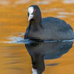 Blässhuhn (Fulica atra)