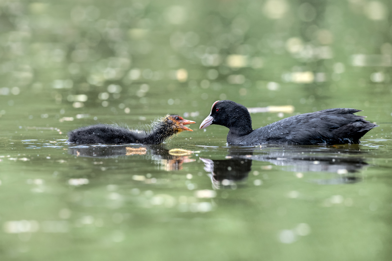 Blässhuhn (Fulica atra) 