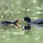 Blässhuhn (Fulica atra) 