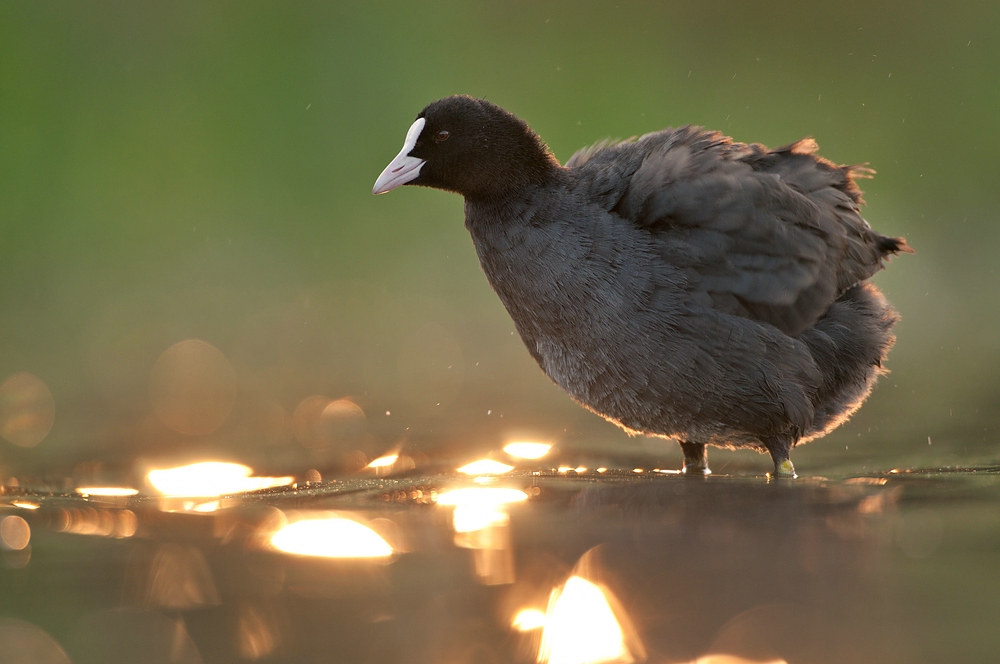 Blässhuhn (Fulica atra)