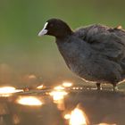 Blässhuhn (Fulica atra)