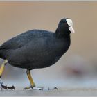 Blässhuhn (Fulica atra)