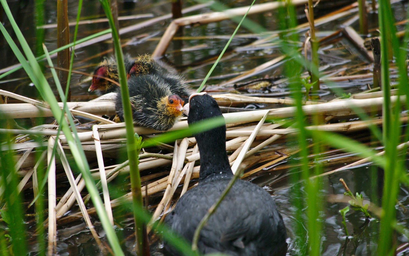 Blässhuhn (Fulica atra)