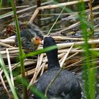 Blässhuhn (Fulica atra)