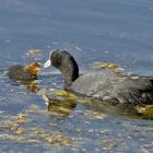 Blässhuhn (Fulica atra)