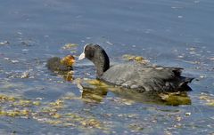 Blässhuhn (Fulica atra)