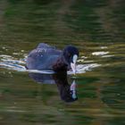 Blässhuhn (Fulica atra)