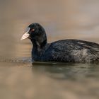 Blässhuhn (Fulica atra) 