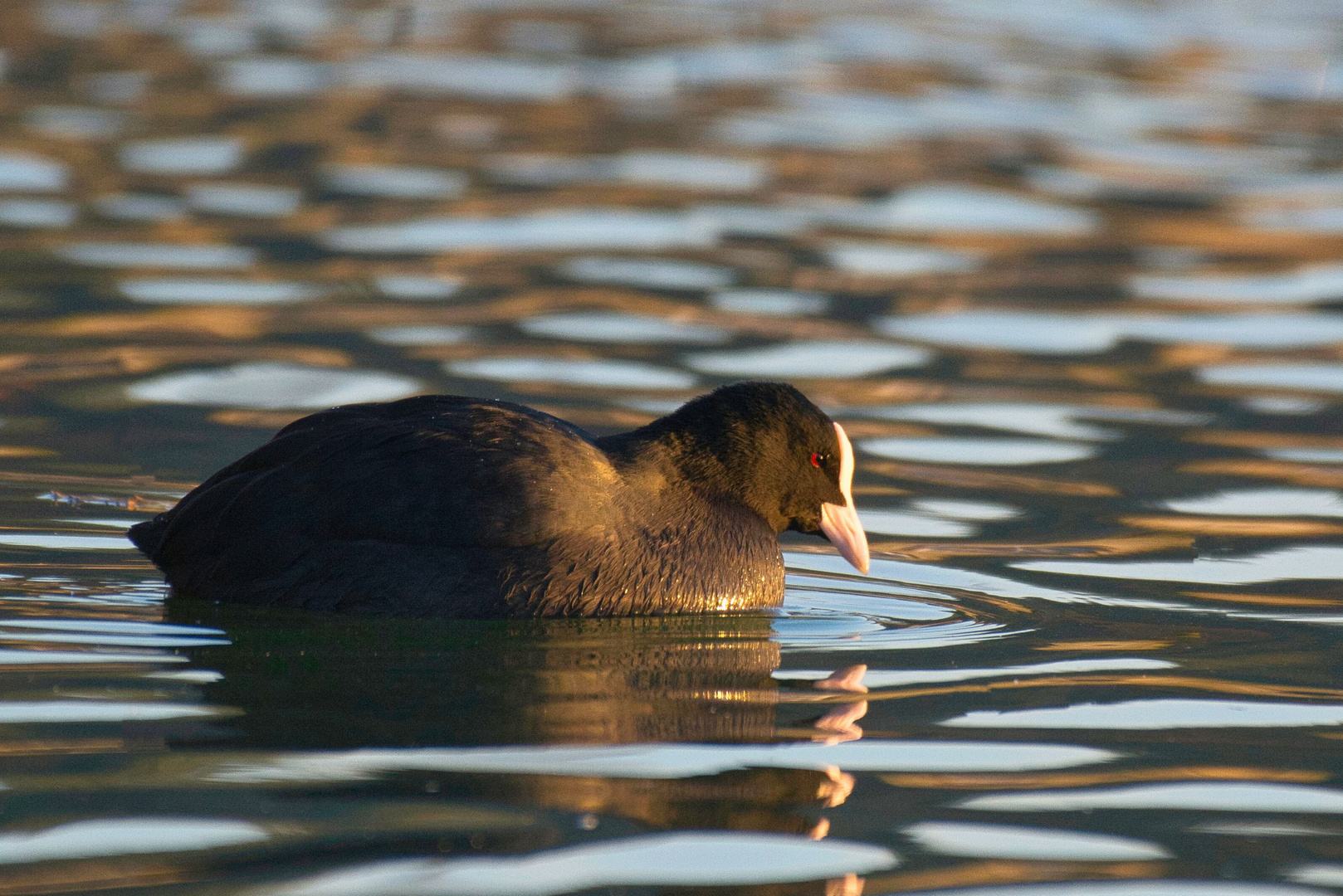 Blässhuhn (Fulica atra) im goldenen Abendlicht