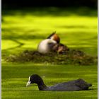 Blässhuhn (Fulica atra), im HG Haubentaucher (Podiceps cristatus)