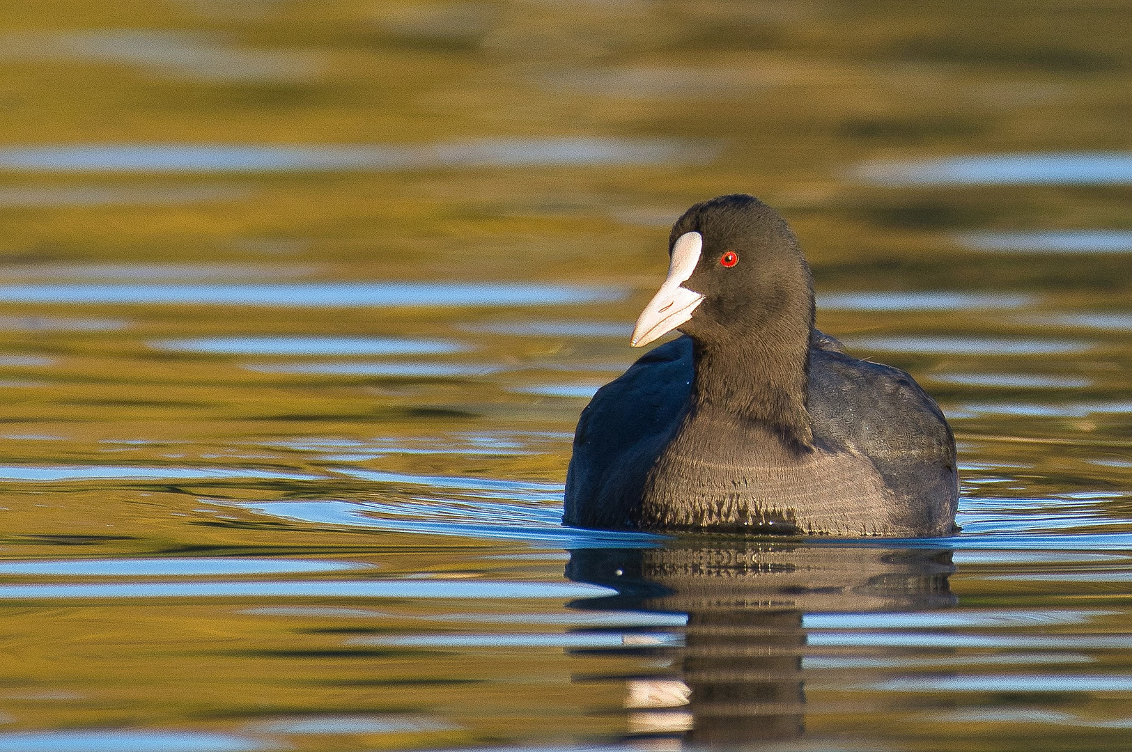 Blässhuhn (Fulica atra) in der goldenen Stunde