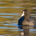 Blässhuhn (Fulica atra) in der goldenen Stunde