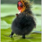 Blässhuhn (Fulica atra), Jungtier