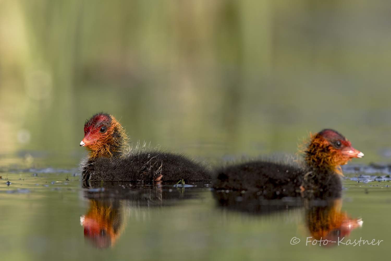 Blässhuhn (Fulica atra) Küken 